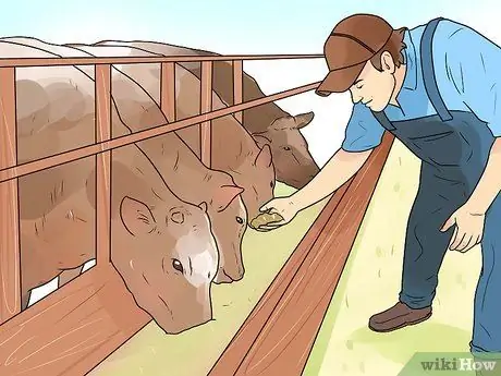 Поднять скот Шаг 3