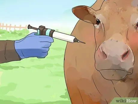 Поднять скот Шаг 4