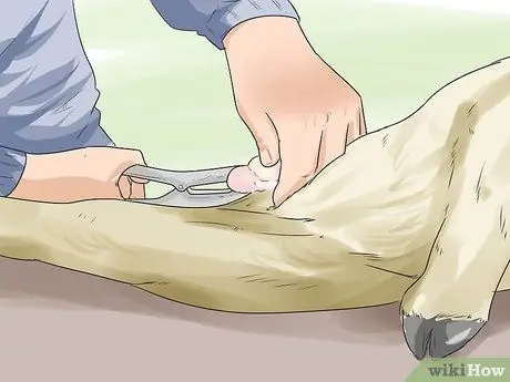 Начать козью ферму Шаг 12