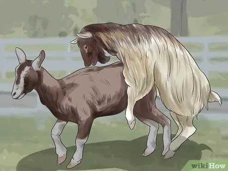 Начать козью ферму Шаг 13