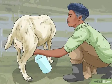 Начать козью ферму Шаг 14