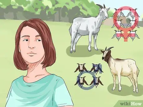 Начать козью ферму Шаг 3