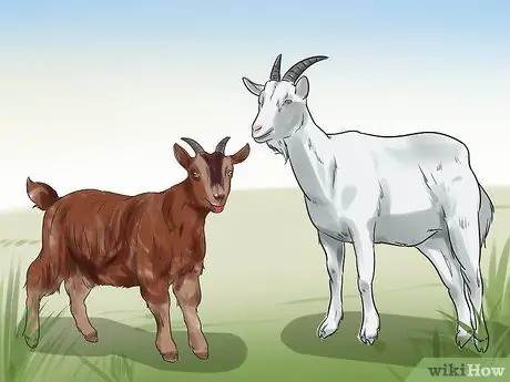 Начать козью ферму Шаг 5