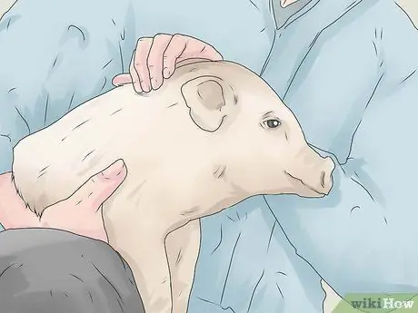 Поднять свиней, шаг 6