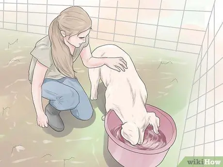 Поднять свиней, шаг 8