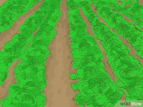 Начать ферму Шаг 8