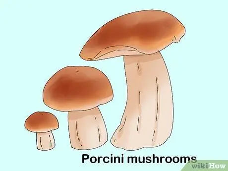 Определите съедобные грибы Шаг 7