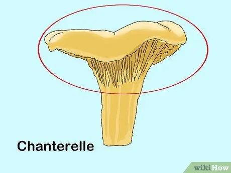 Определите съедобные грибы Шаг 8