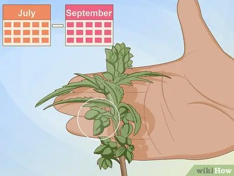 Определение женских и мужских растений марихуаны Шаг 2