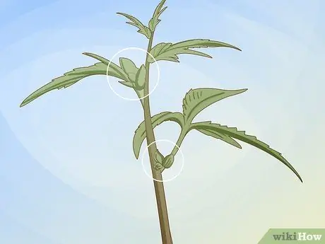 Определение женских и мужских растений марихуаны Шаг 3