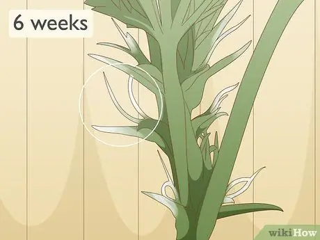 Определение женских и мужских растений марихуаны Шаг 6