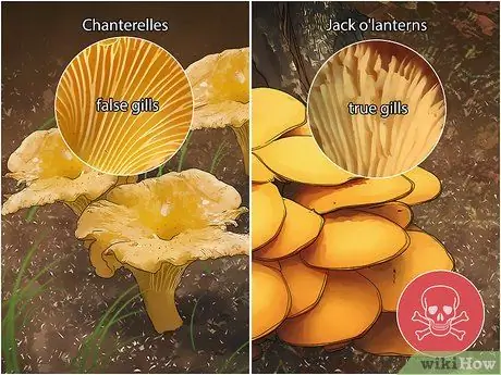 Определите ядовитые грибы Шаг 11