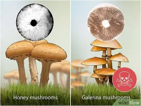 Определите ядовитые грибы Шаг 12