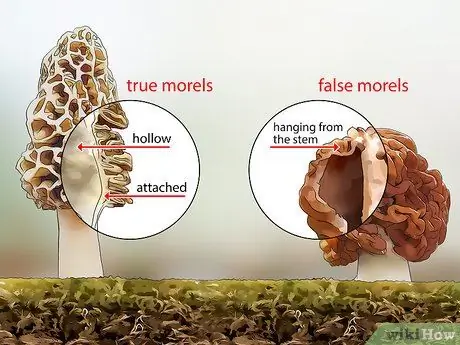 Определите ядовитые грибы Шаг 9