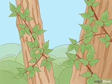 Определение ядовитого плюща, шаг 1