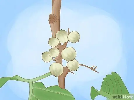 Определение ядовитого плюща, шаг 3