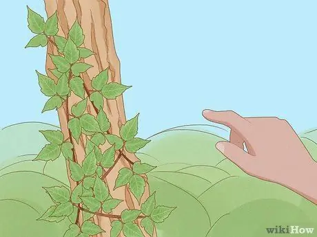 Определение ядовитого плюща Шаг 6