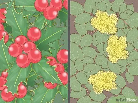 Определение ядовитого плюща Шаг 8