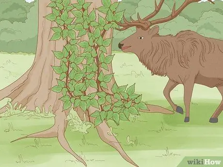 Определение ядовитого плюща Шаг 9