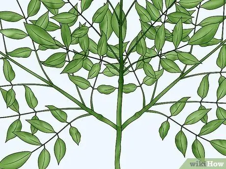 Определить ясень Шаг 2