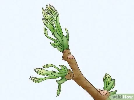 Определить ясень Шаг 3