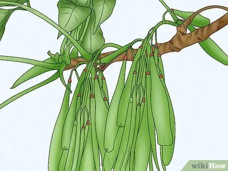 Определить ясень Шаг 6