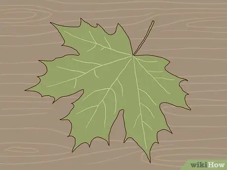 Определите деревья сахарного клена Шаг 1