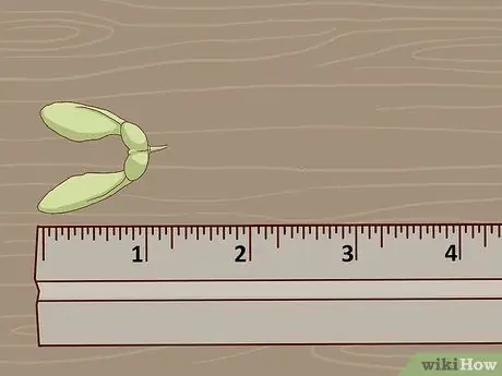 Определите деревья сахарного клена Шаг 11