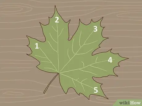 Определите деревья сахарного клена, шаг 2