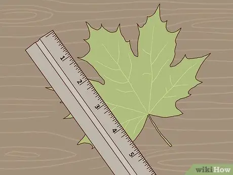 Определите деревья сахарного клена Шаг 5