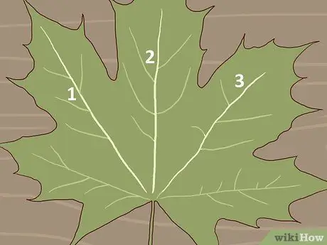 Определите деревья сахарного клена Шаг 6