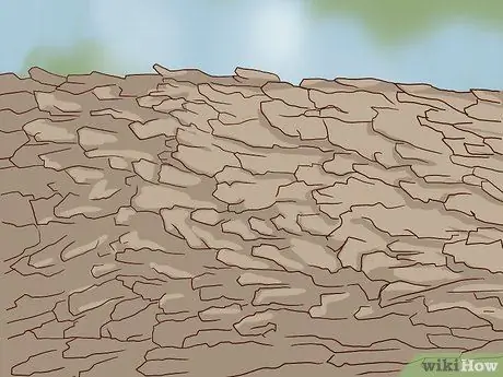 Определите деревья сахарного клена Шаг 8