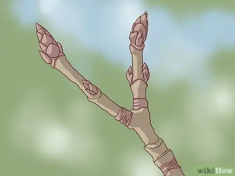 Определите деревья сахарного клена Шаг 9