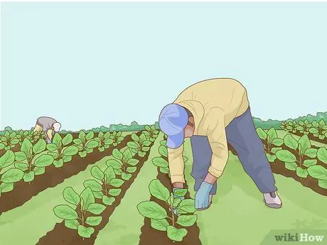 Практика устойчивого сельского хозяйства Шаг 8