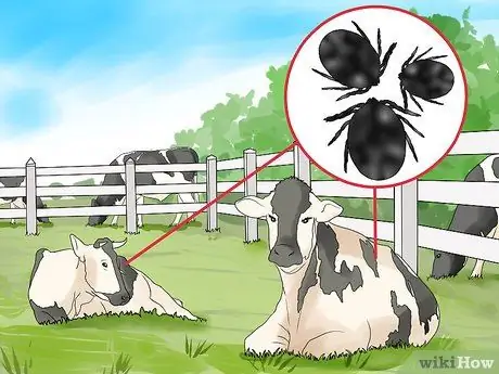 Начать молочную ферму Шаг 11