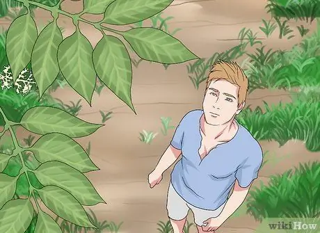 Определение растений Шаг 12