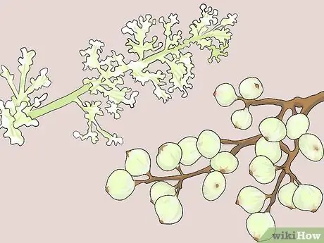 Определите растения, шаг 3