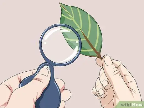 Определение растений Шаг 4