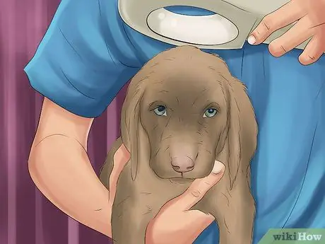 Составьте соглашение о защите домашних животных Шаг 10