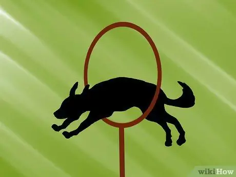 Организуйте выставку собак Шаг 12