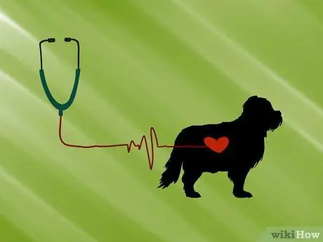 Организуйте выставку собак Шаг 13