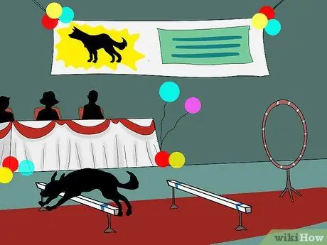 Организуйте выставку собак Шаг 14