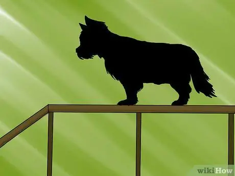 Организуйте выставку собак Шаг 6