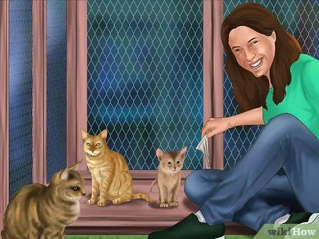 Помогите остановить жестокое обращение с животными Шаг 12