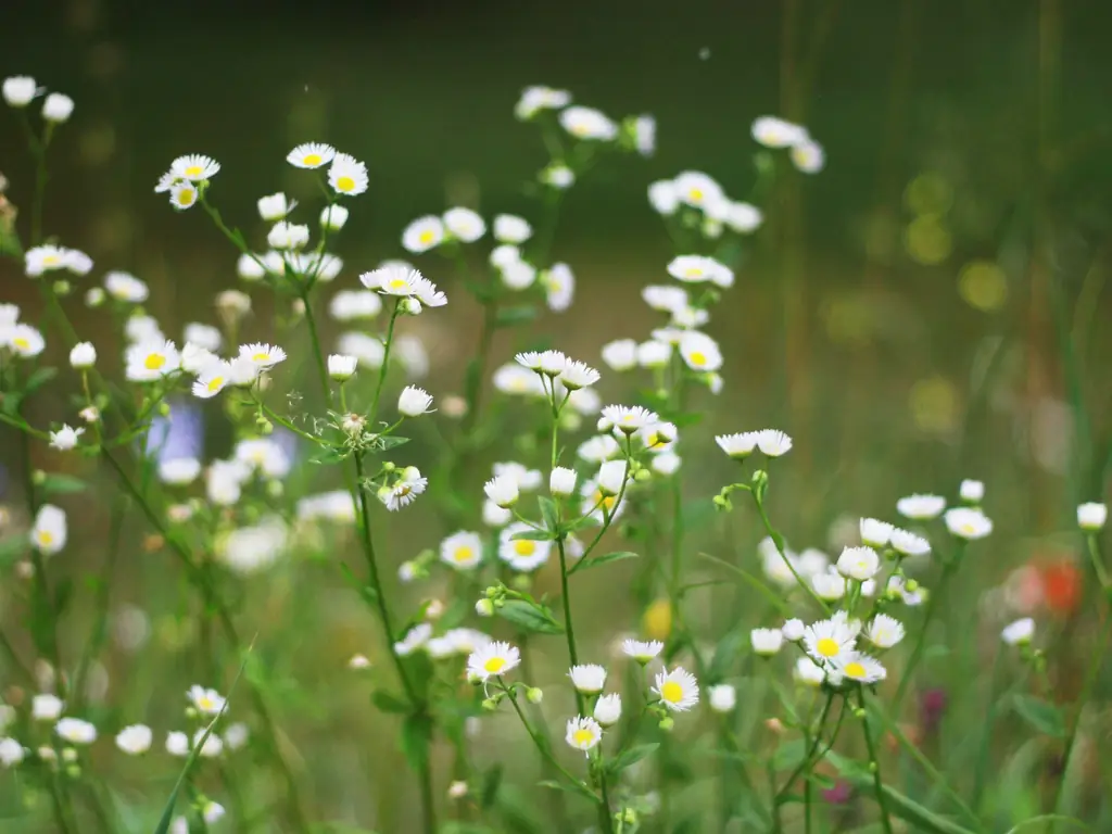 Как справиться с миром эго: 9 шагов (с иллюстрациями)