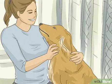 Помогите приютам для животных во время вспышки коронавируса Шаг 6