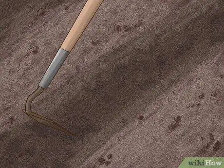 Выращивание кукурузы из семян Шаг 7