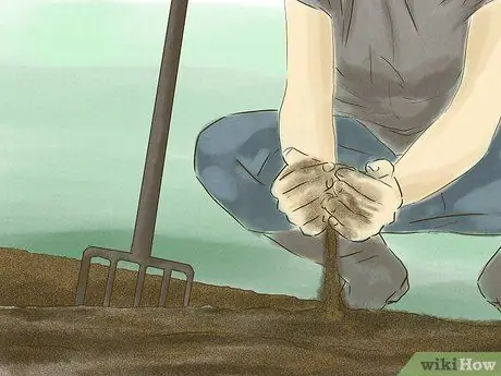 Выращивание кукурузы из семян Шаг 1