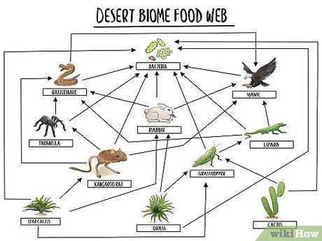 Визуальный образец Food Web
