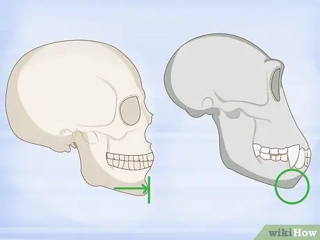 Определение человеческих костей, шаг 2